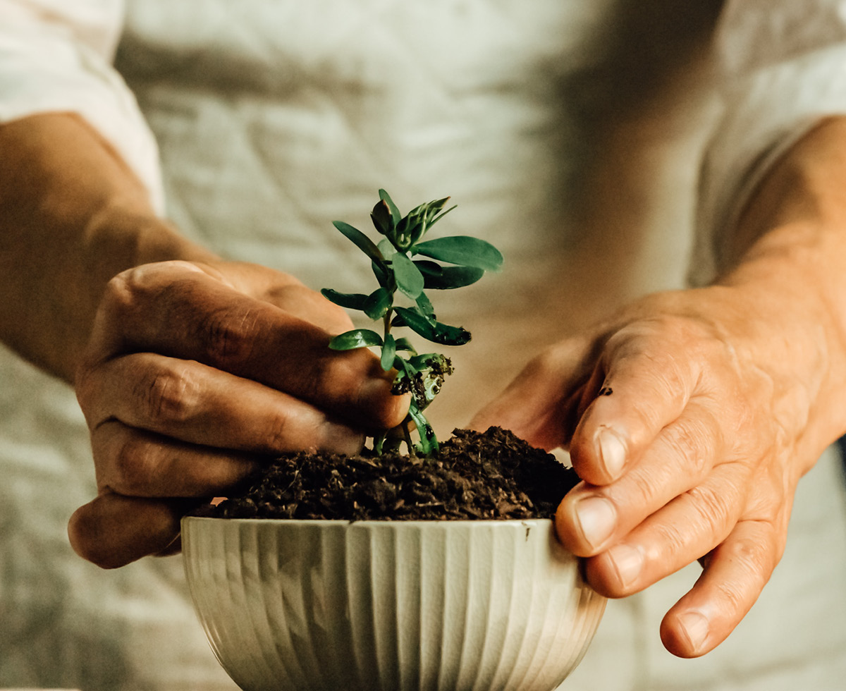 반려식물도 아프면 병원으로 🪴