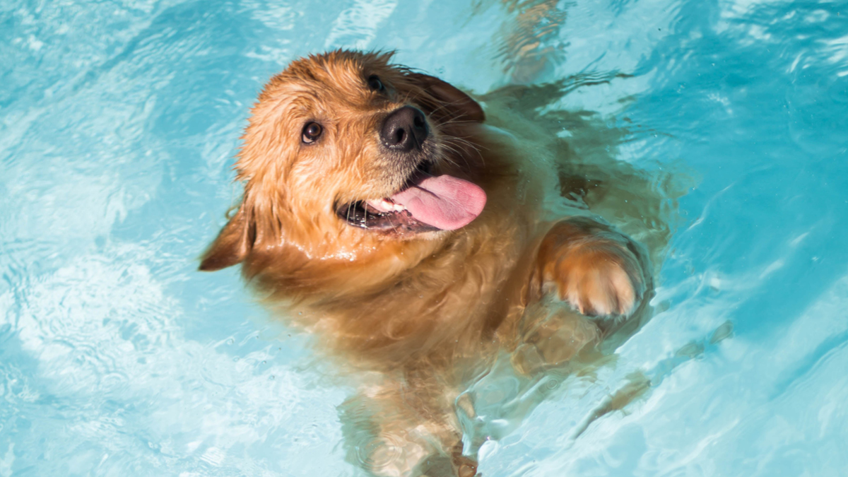 공공 댕댕 수영장 🐶