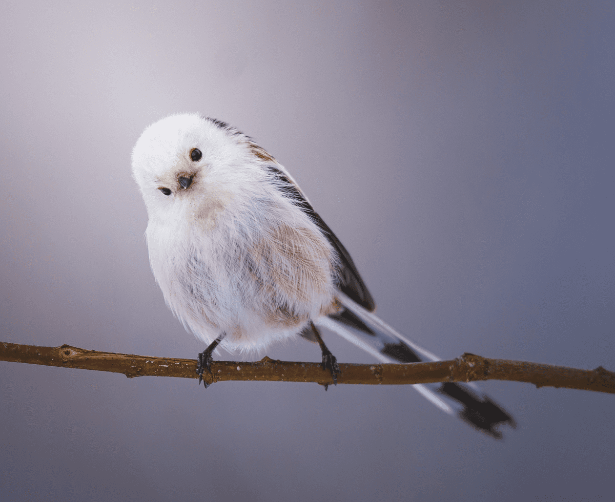 왜요? 제가 털찐 새처럼 보이시나요?