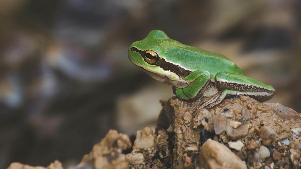 사다리 바래? 다 줄게. 개구리 바래다줄게! 🐸🪜