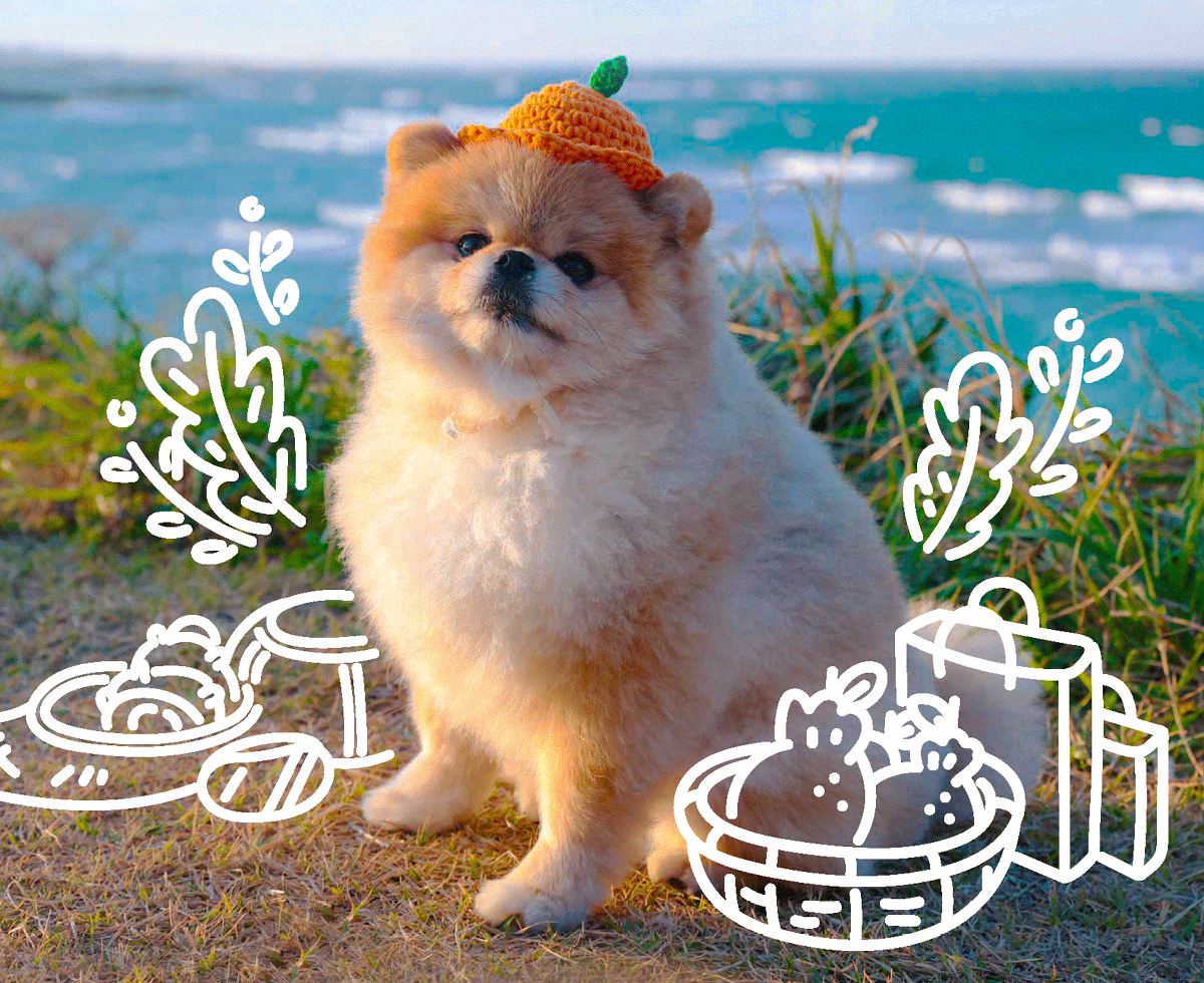 반려동물과 제주도 가는 상상