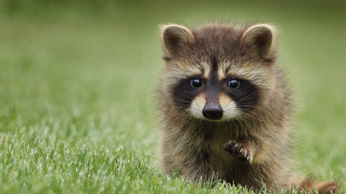 귀여운 걸 보면 깨물어주고 싶은 이유 👶