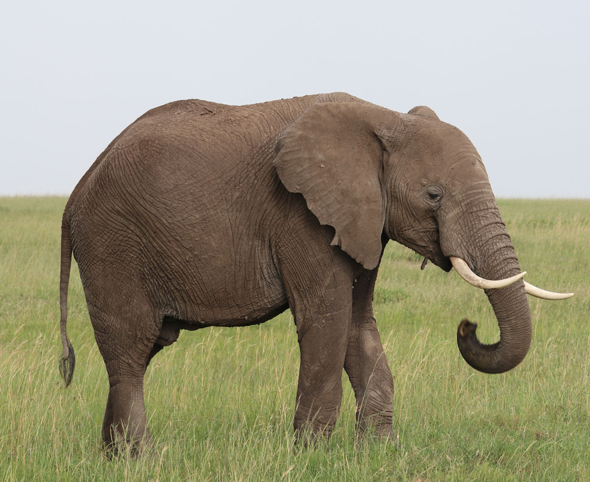 콧수염이 있어야 코가 손! 🐘