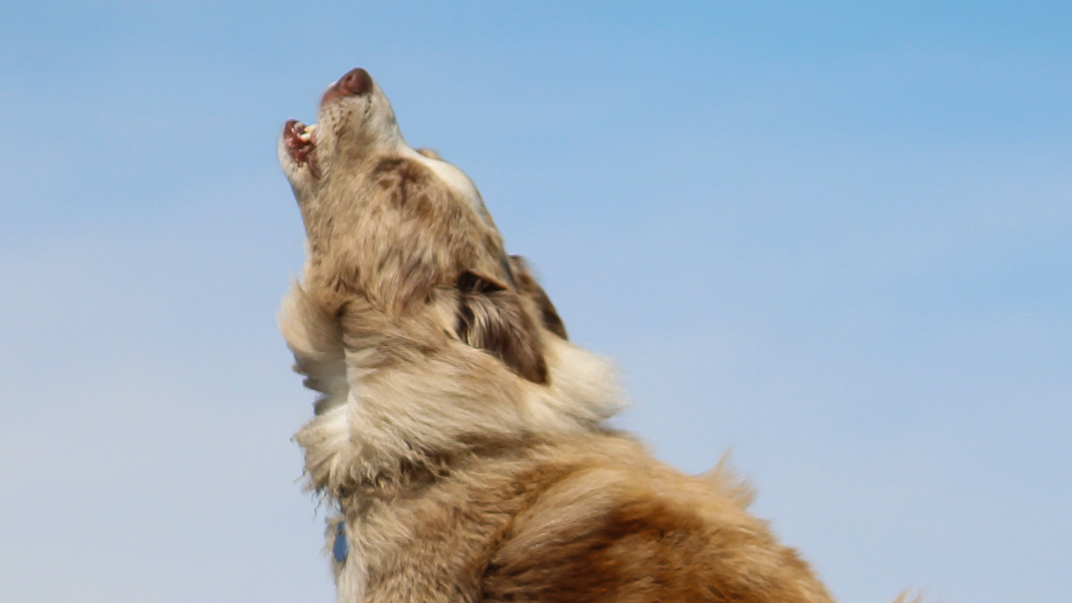 🎻멍멍! 생생한 사냥 교향곡