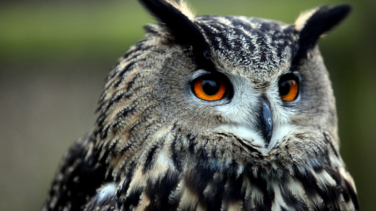 플라코가 보여준 자유의 날개