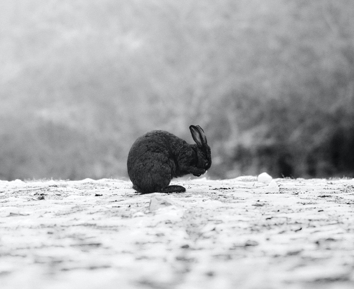 토끼의 해? 현실은 수난 시대