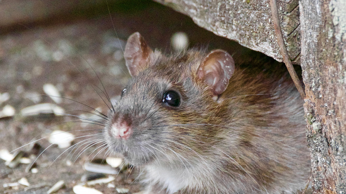 실사판 라따뚜이 🐭