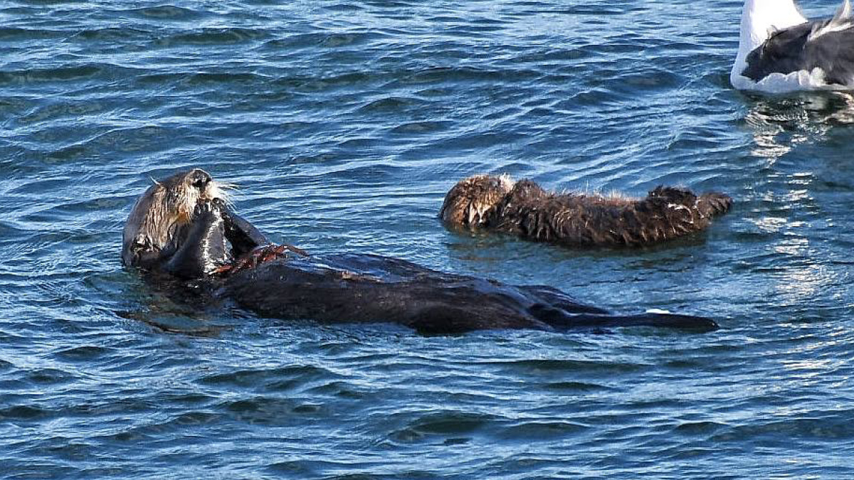 해달 841, 건강하길 바라 🦦