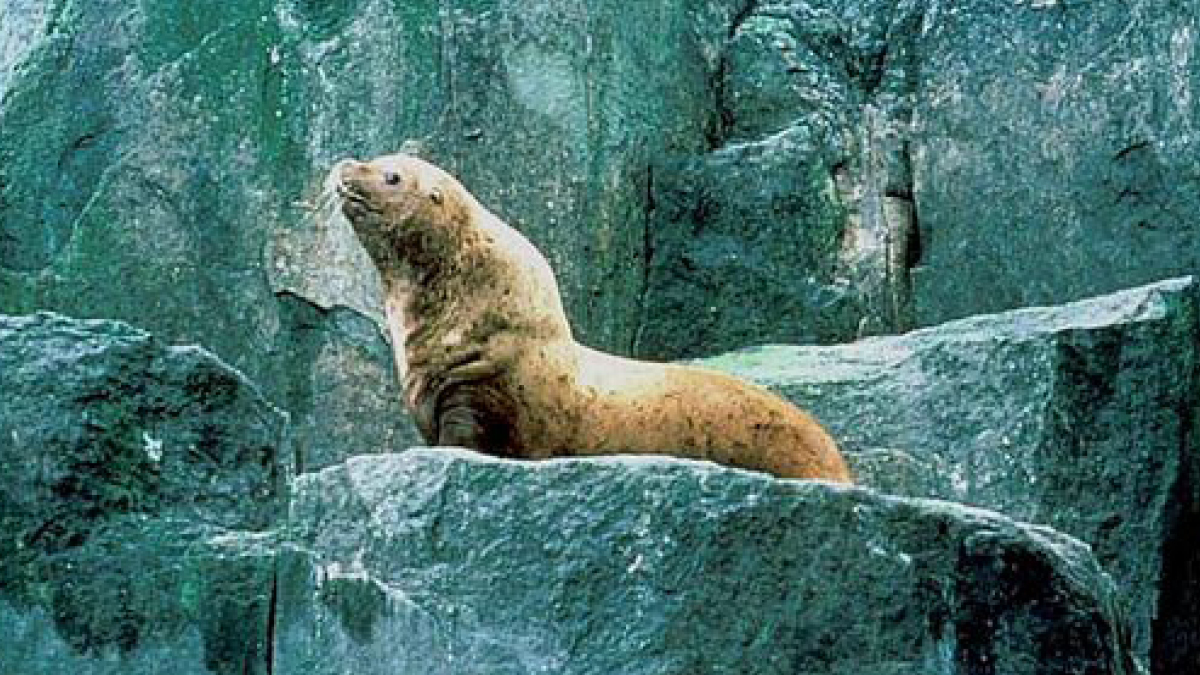 이런 누추한 곳에 귀한 바다사자님이 🦭