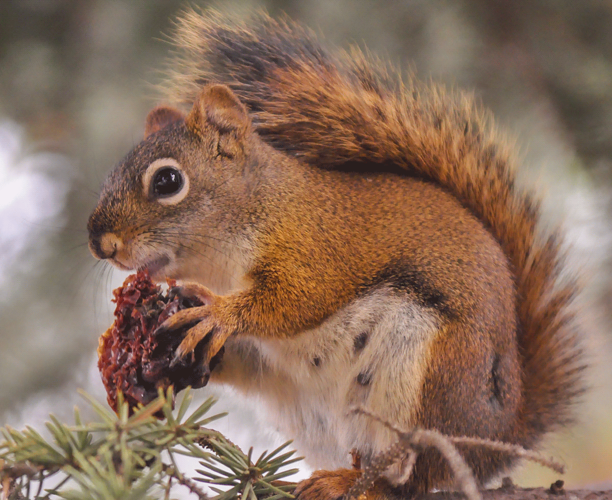 난 진격의 붉은다람쥐야
