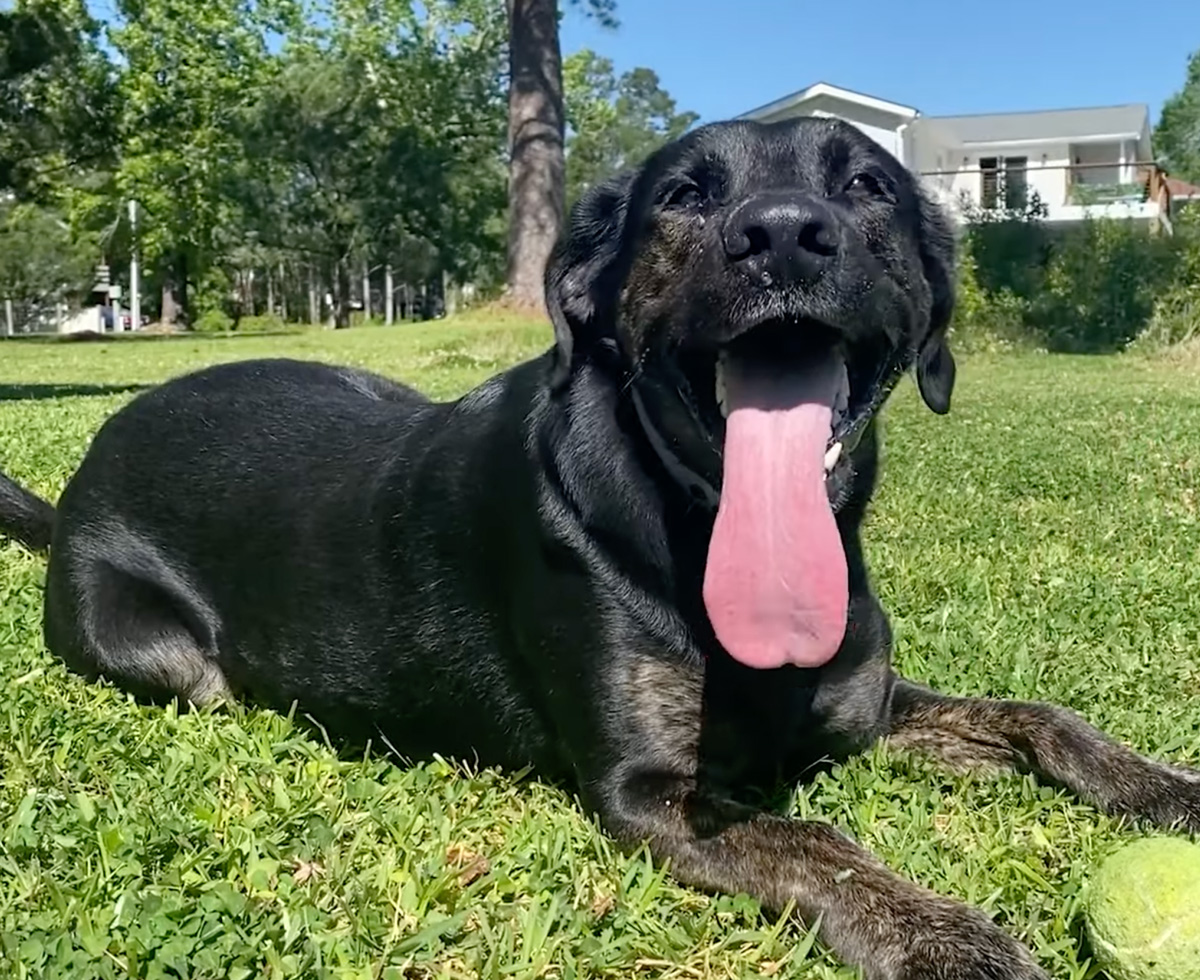 조이 혀는 기네스북 1등짜리 혀! 👅