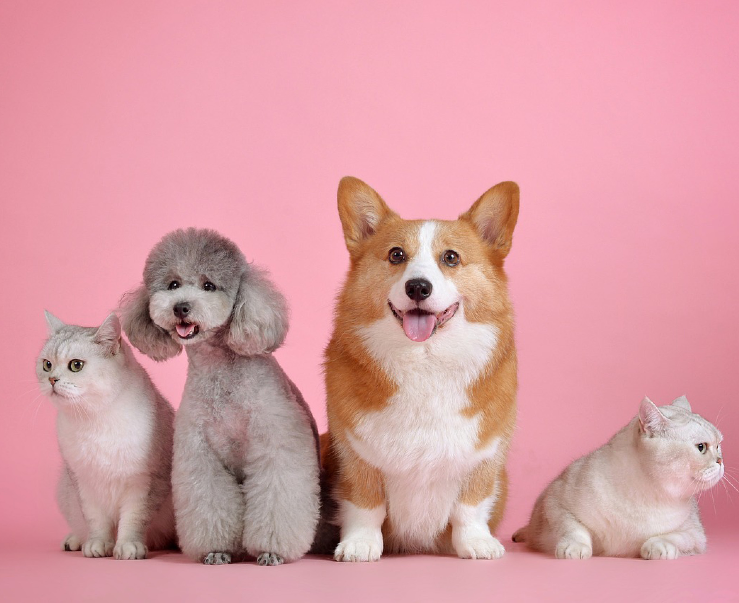 멍냥이 진료비 부담 줄어요 💸