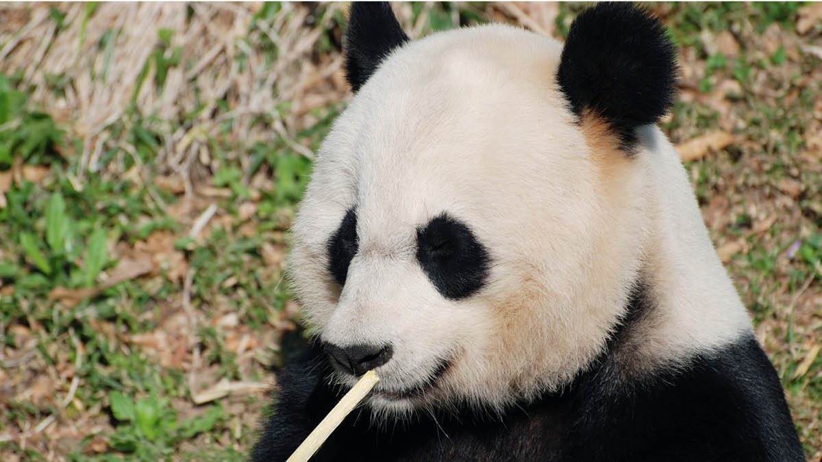 우리 푸바오 푸대접 받나 🐼😭