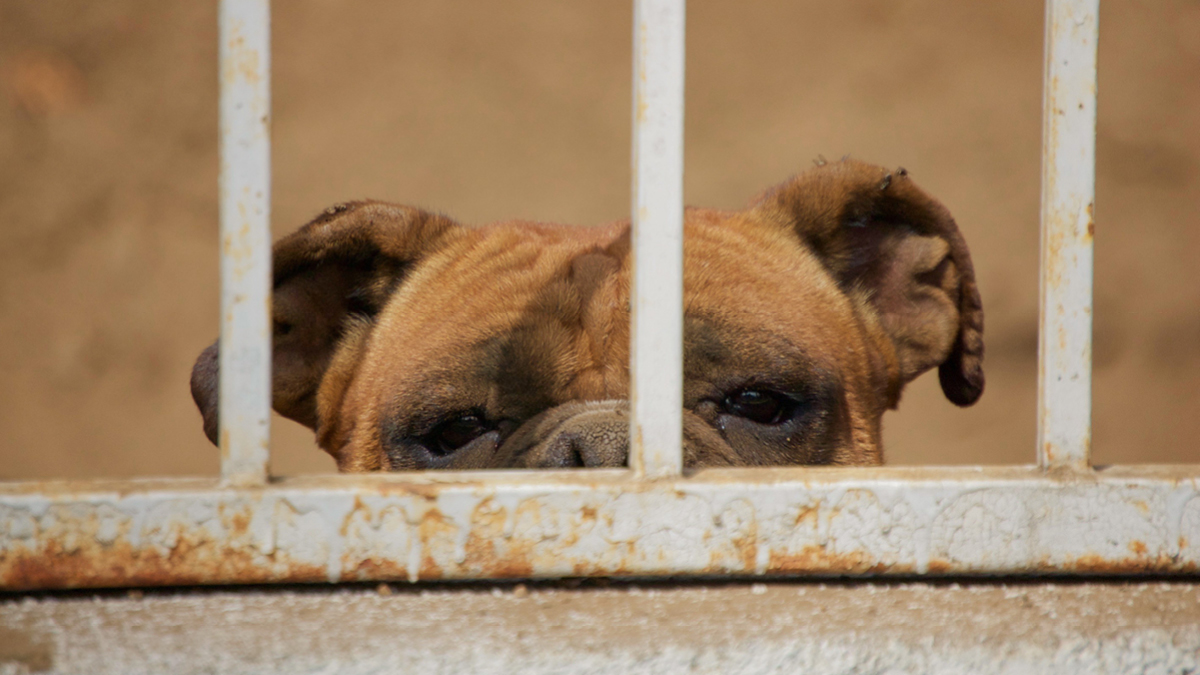 “개 식용 이제 그만”
