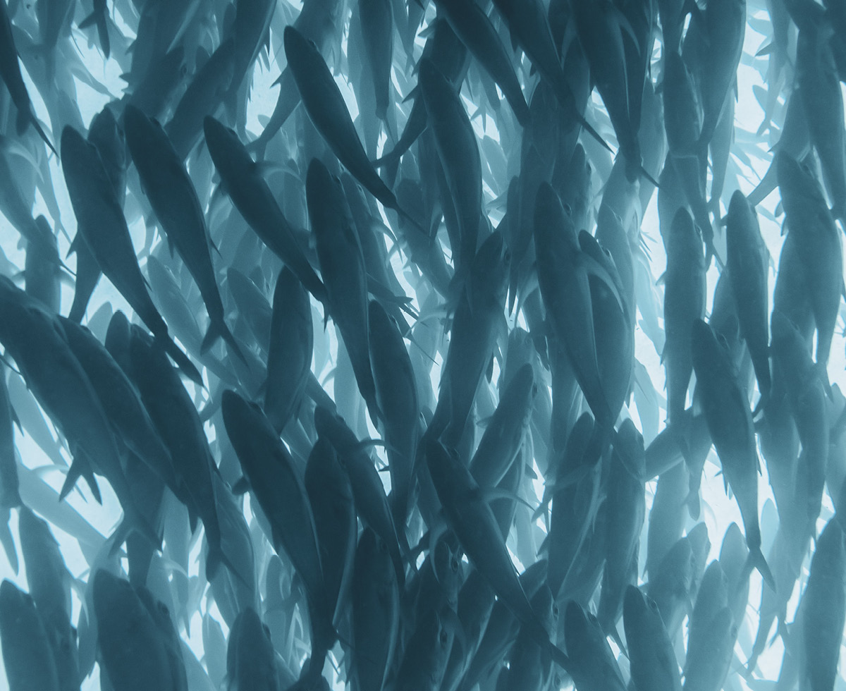 이 오염수를 봐, 수산물도 깨끗하겠지? 🇯🇵