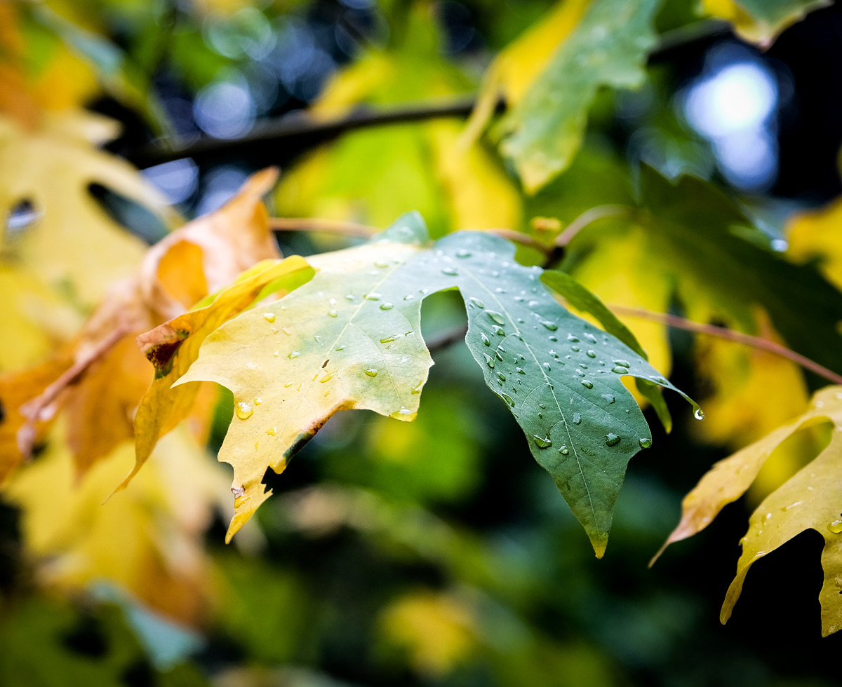 처서 매직은 없다 🌡️