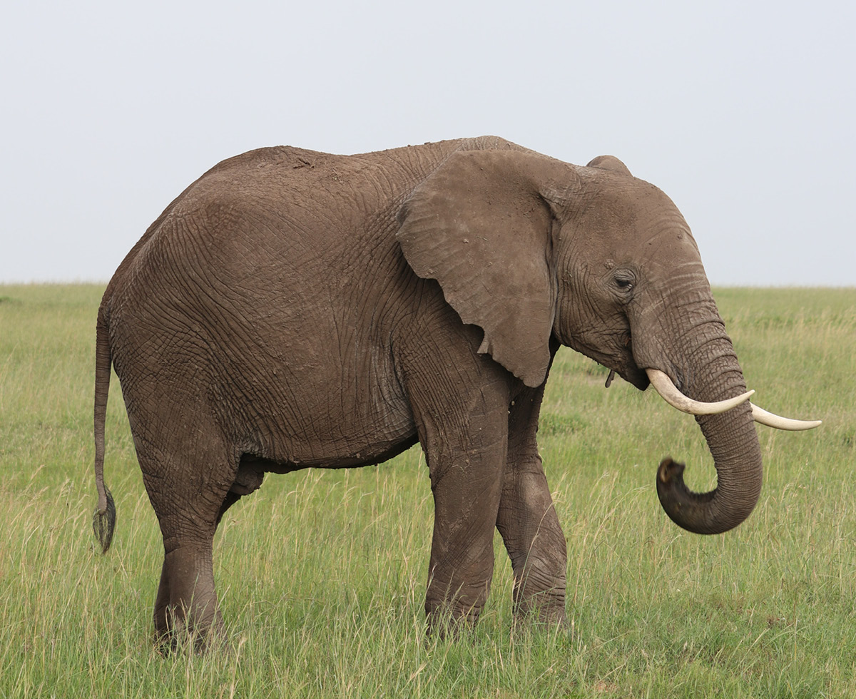 코끼리 꼭 타야 할까 🐘