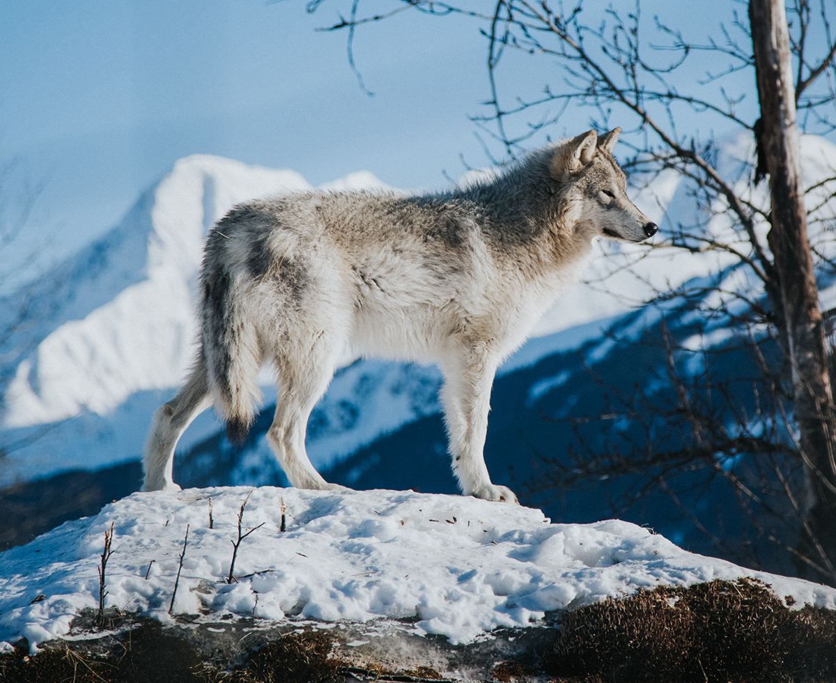 시베리아냐고요? 한국인데요? 🥶