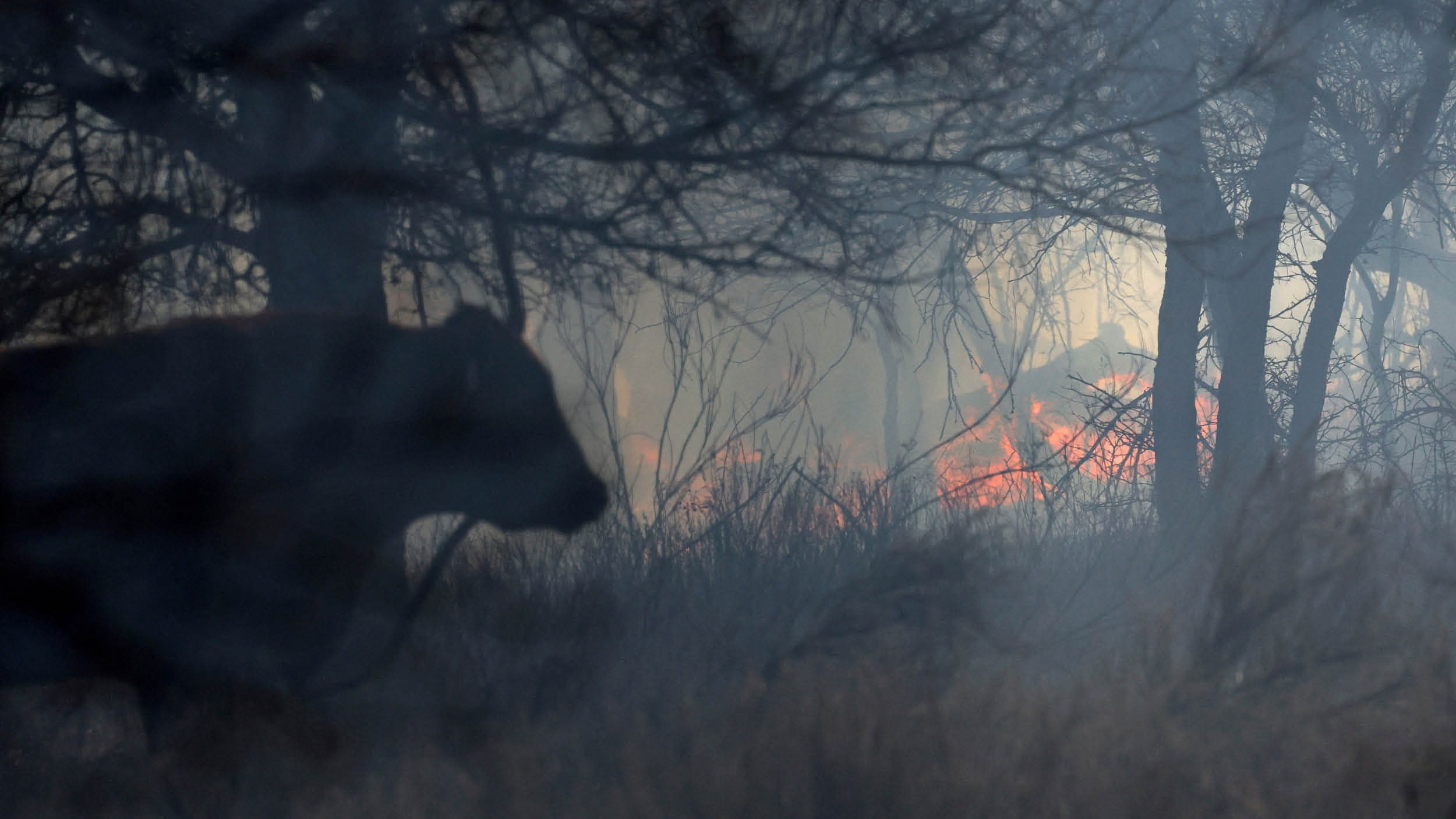 텍사스 대규모 산불 피해