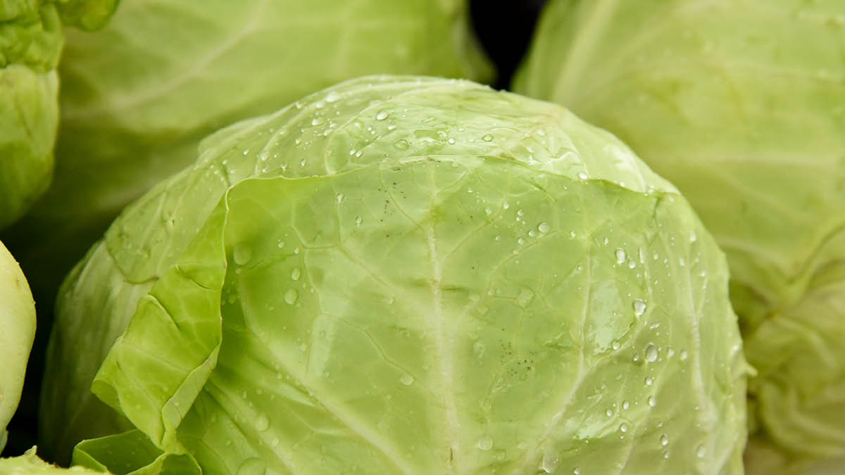 갑자기 분위기 양배추 오픈런? 🥬