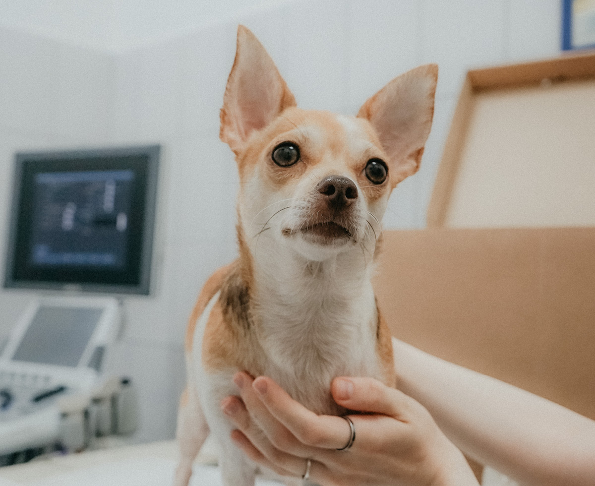 댕냥이 병원 망설이지 마세요 🏥