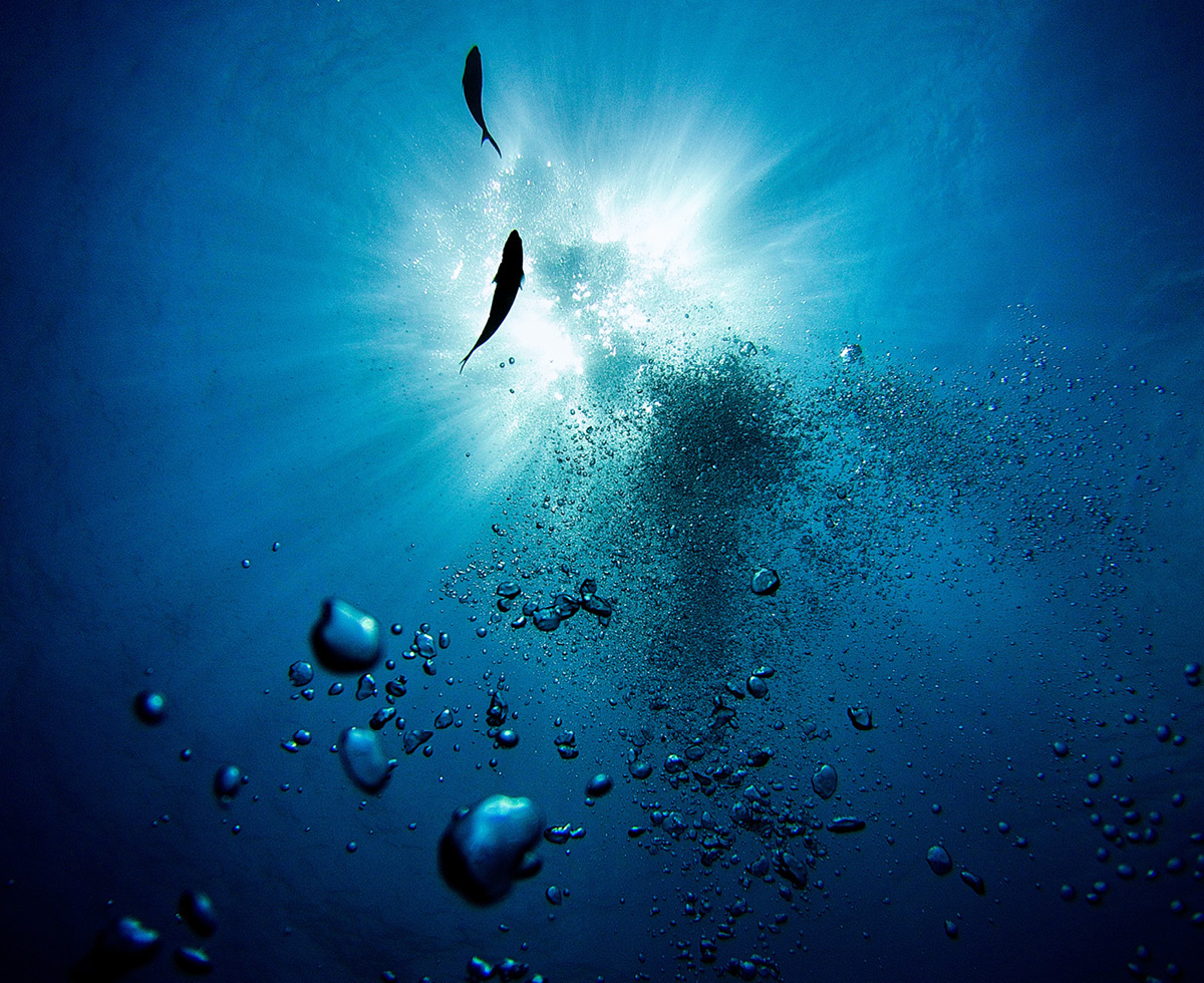 기후위기의 나비효과 🐟