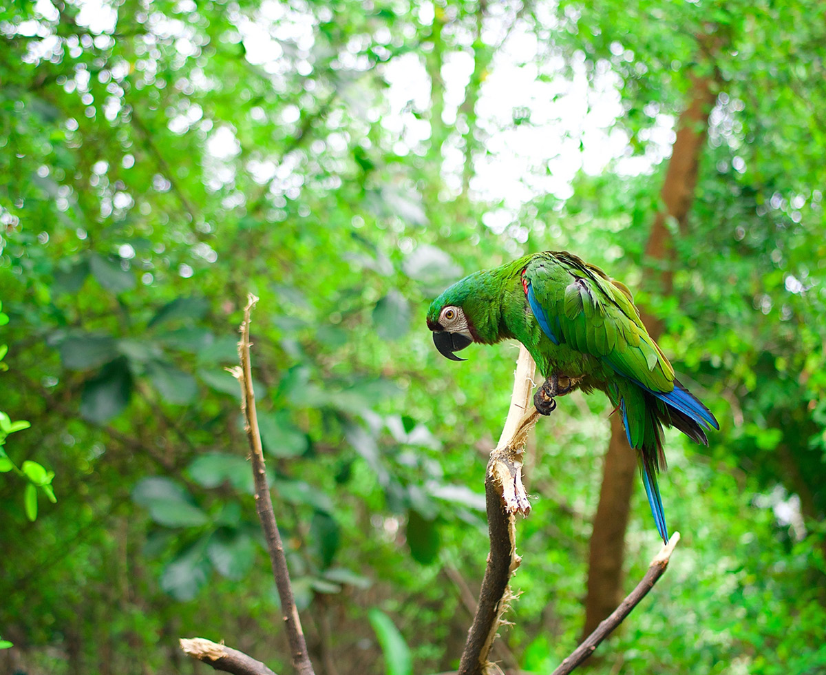 아마존은 돌아오는 거야 🌎
