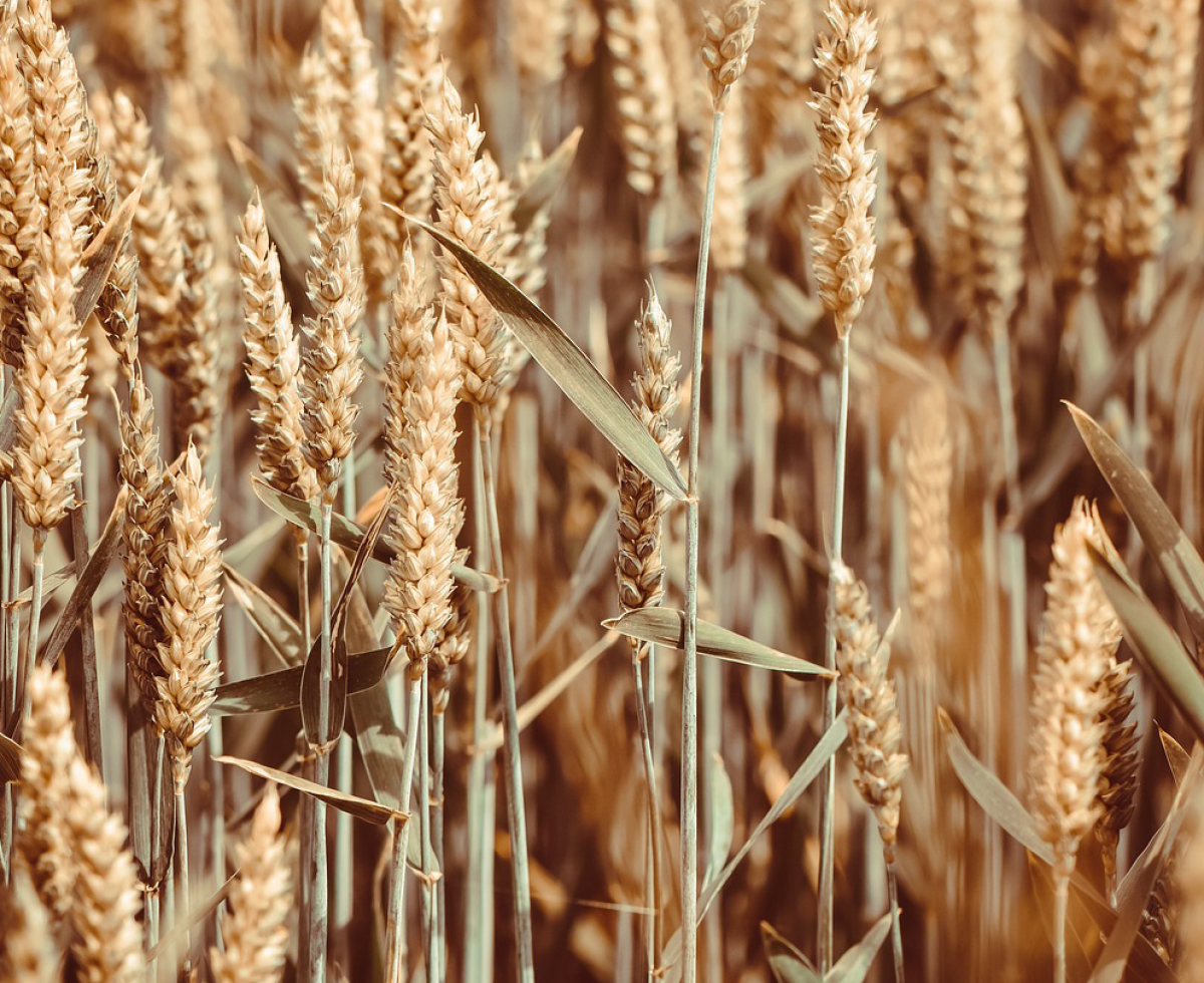 러시아 곡물 사세요 🇷🇺