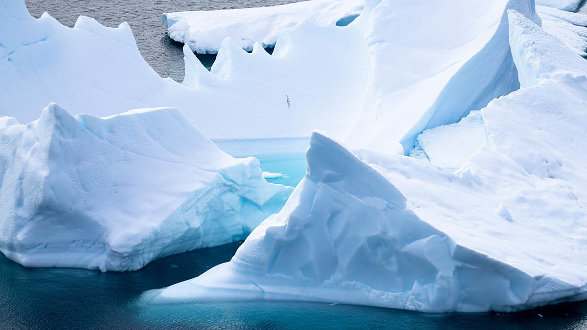 정말 큰일난 남극 상황 🌡️