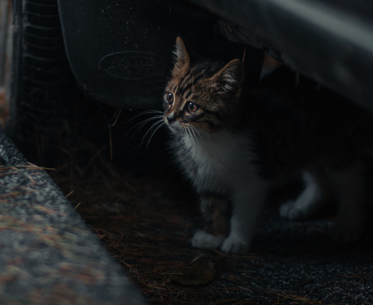 고양이 AI 감염 사례 확산