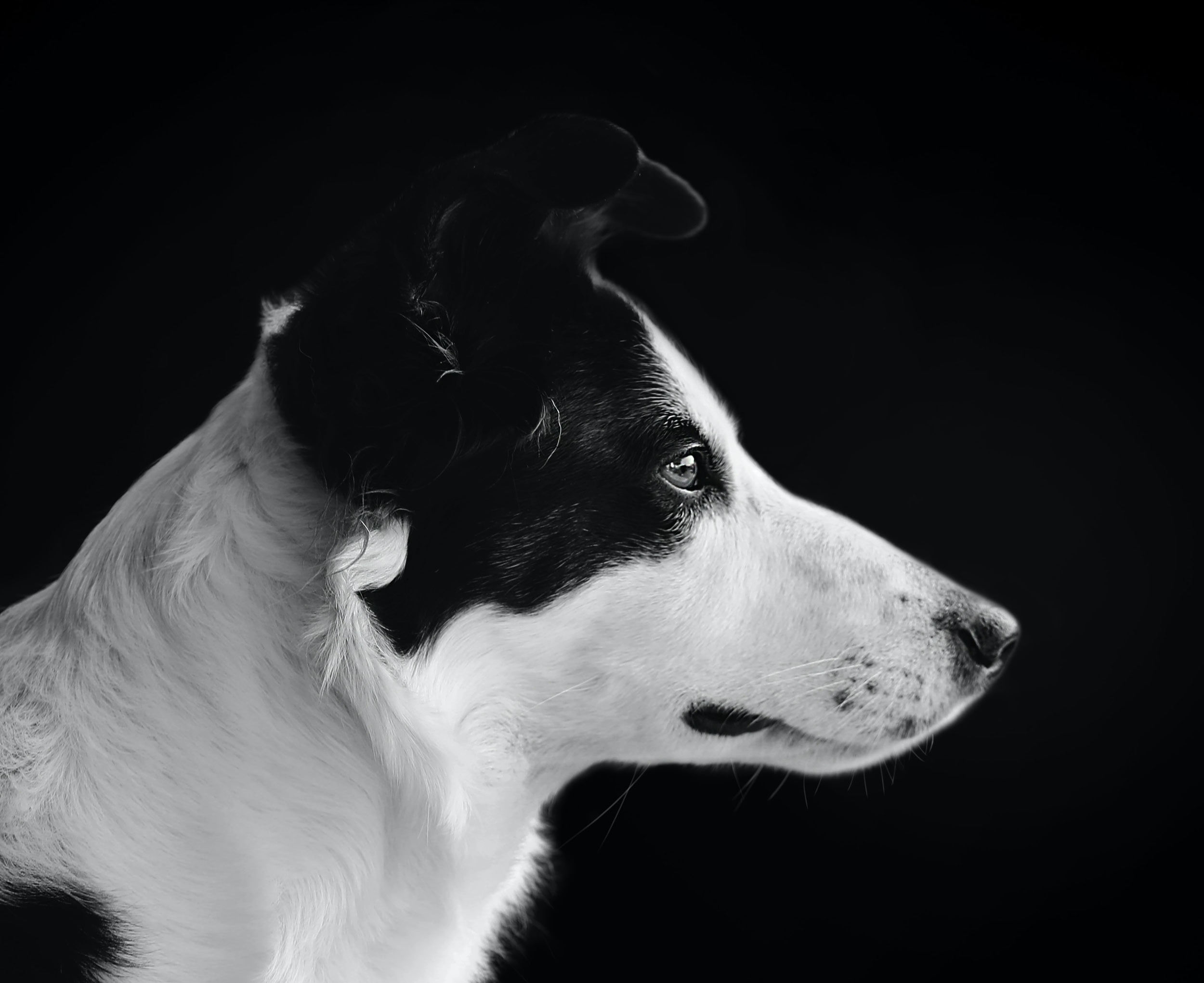 반려동물 수난시대