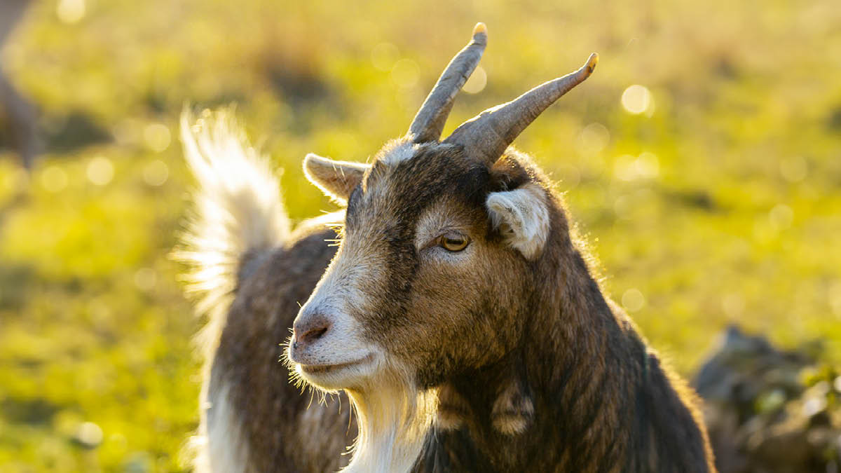 전국 산양의 3분의 1이 사라졌다