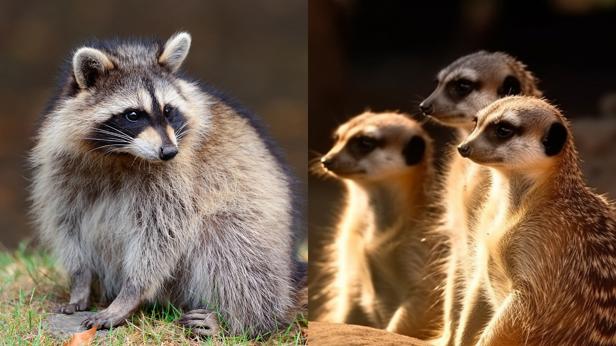 야생동물 카페, “삑~ 불법입니다 🙅”