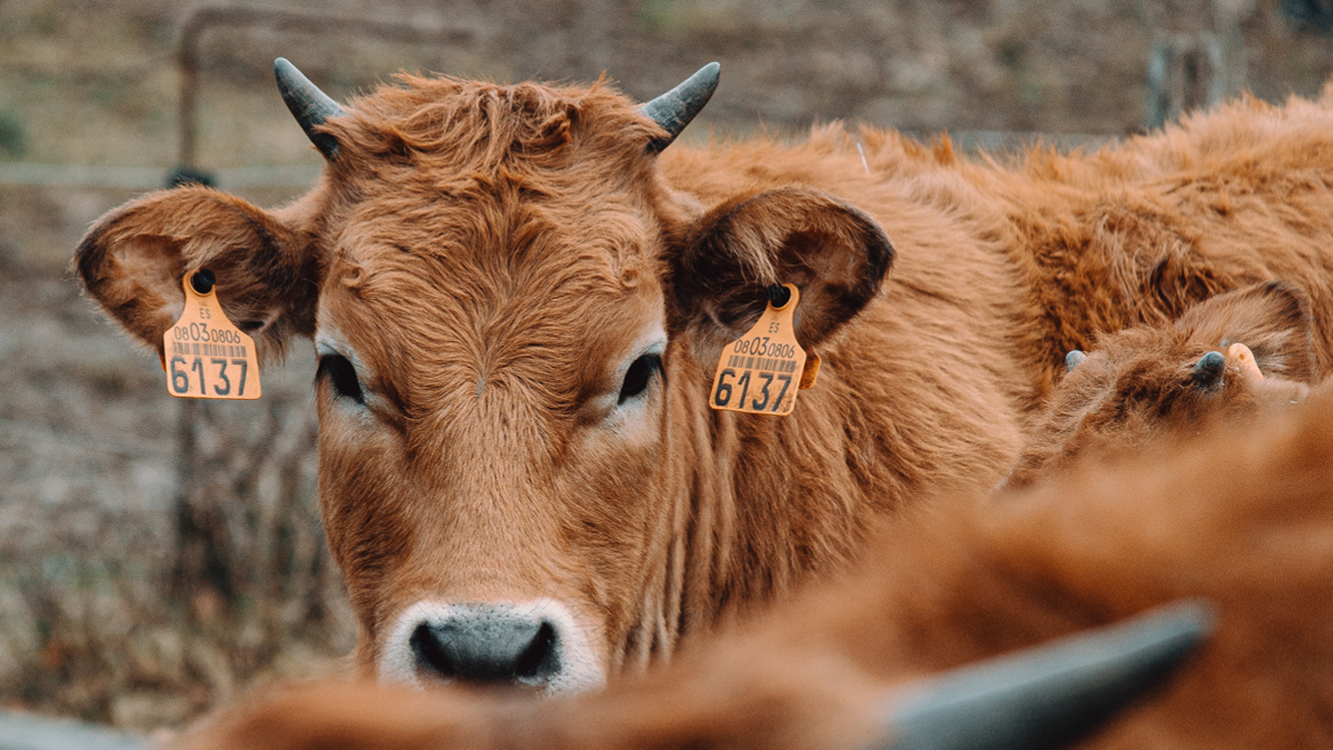 럼피스킨병 확산