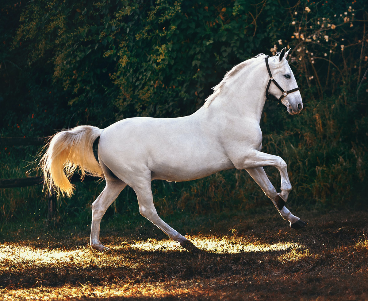 북한의 후계자? 🇰🇵