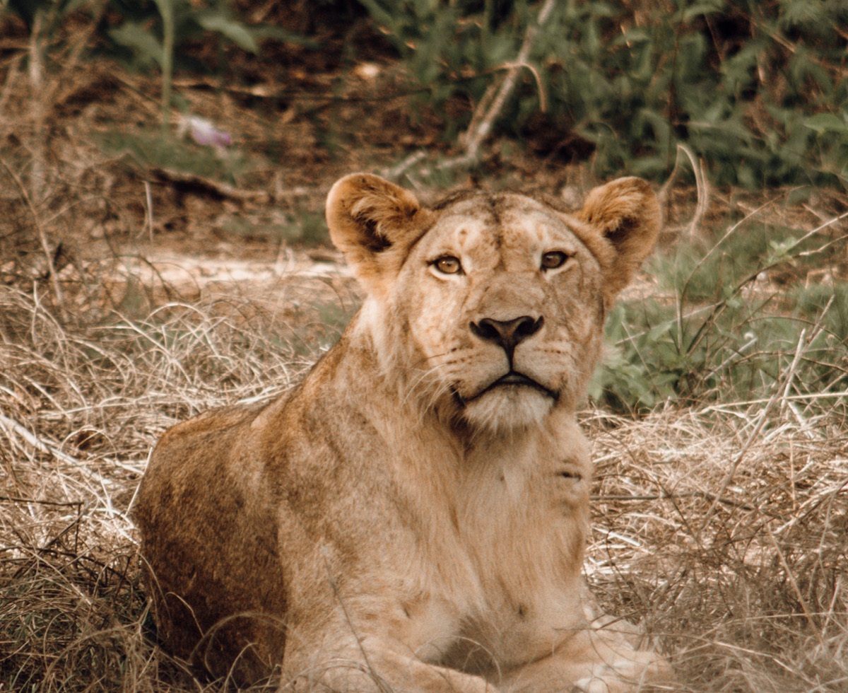 꼭 그래야 했을까 🦁