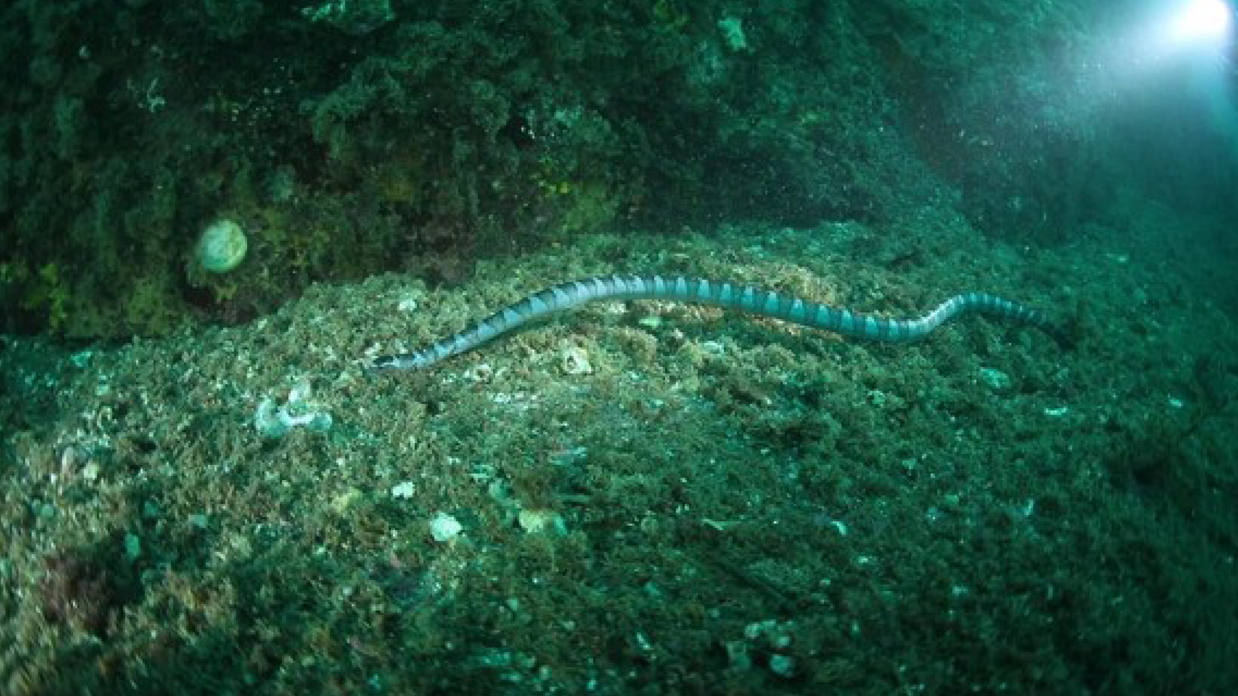 여수에 나타난 열대 독뱀 🐍