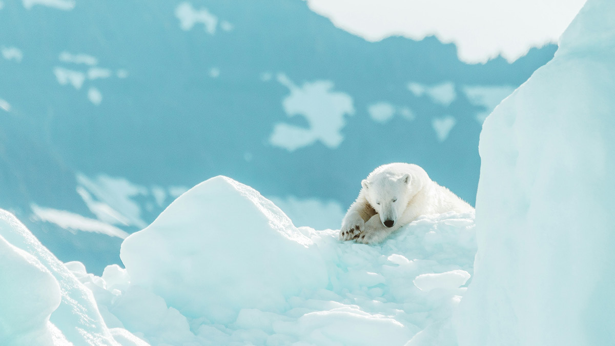 기후 위기로 굶주리는 북극곰