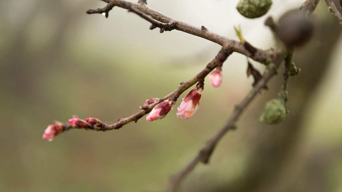 봄봄봄 봄이 오네요~ 🌸