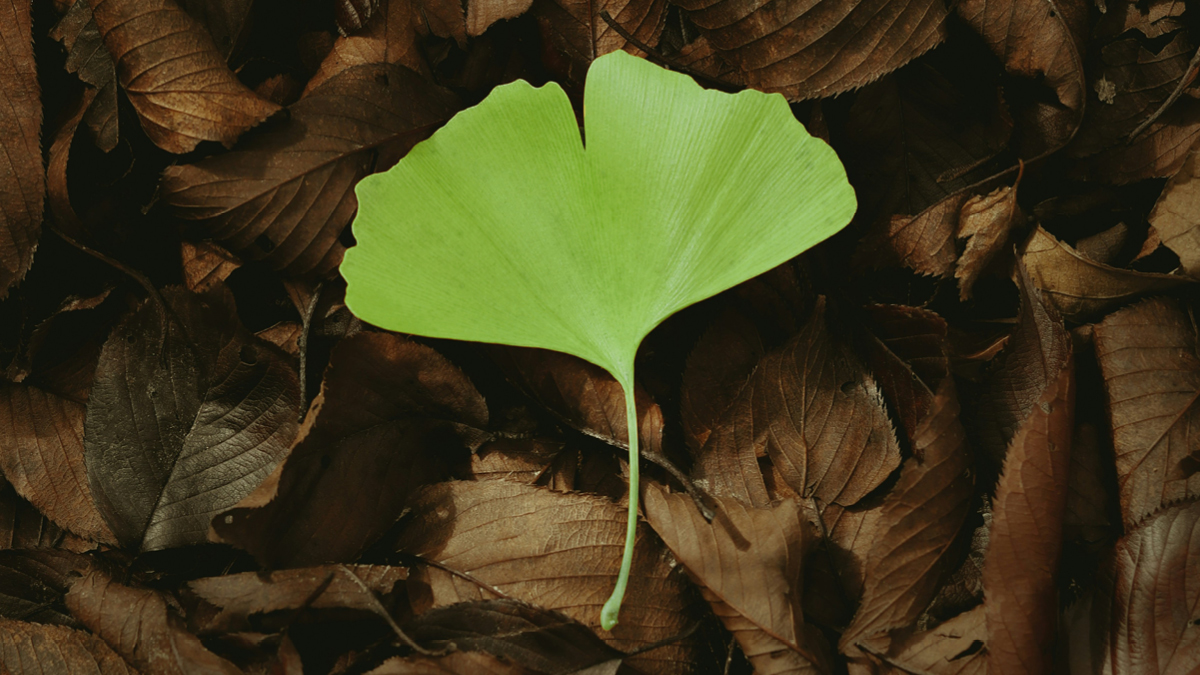 추풍낙엽이 초록색 🍃?