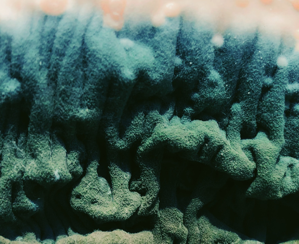 곰팡이는 기후위기와 자란다 🦠