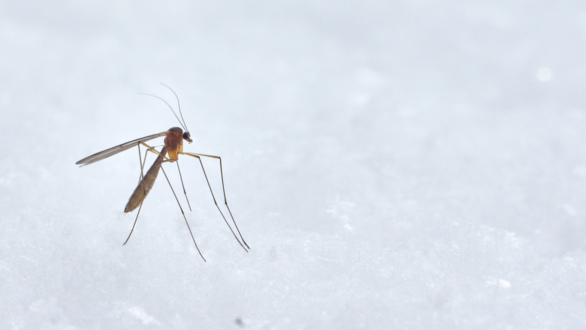 모기 네버다이 🦟