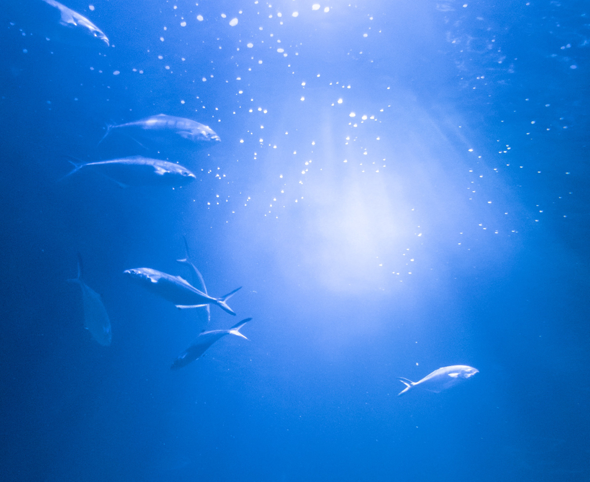 동물축제, 이대로는 안 돼 🐟