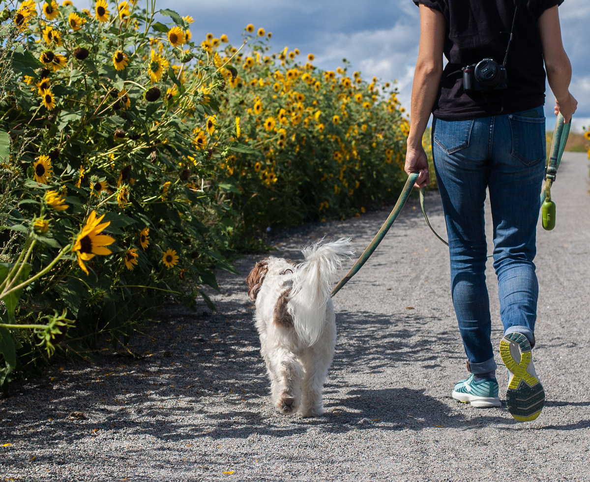 제대로 보호하라개 🐕