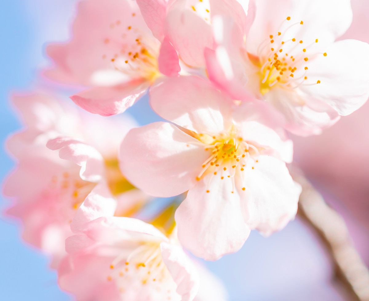 벚꽃: 있었는데요 없었습니다 🌸