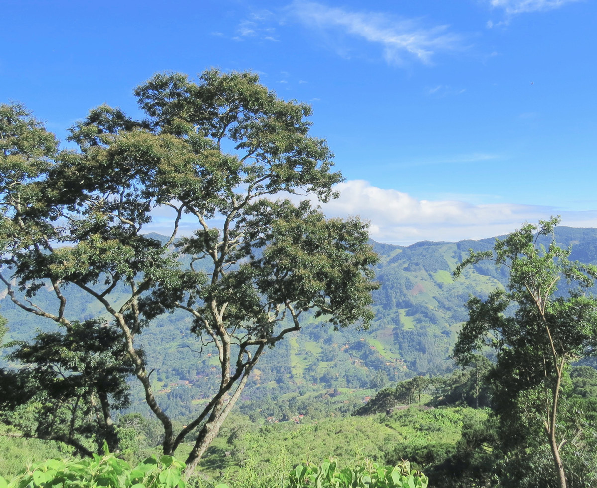 룰라 컴백, 아마존도 컴백 플리즈 🌳