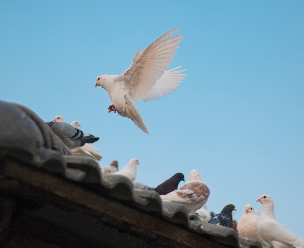 한반도 keep calm and 비핵화 🕊️