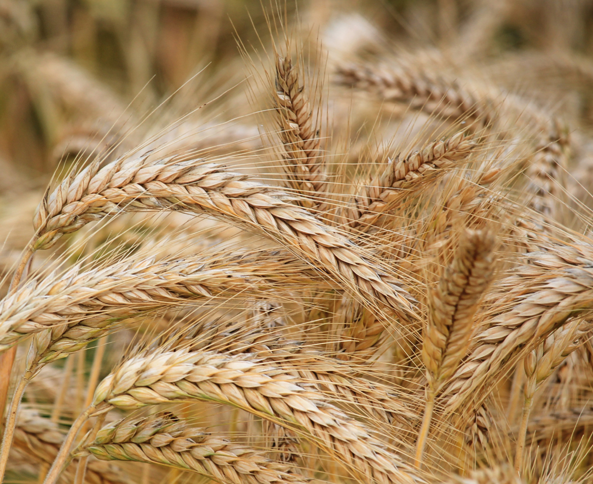 꽁꽁 막힌 우크라 곡물 길 🌾