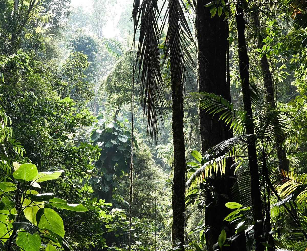 아마존 지킴이 크로스 🌳