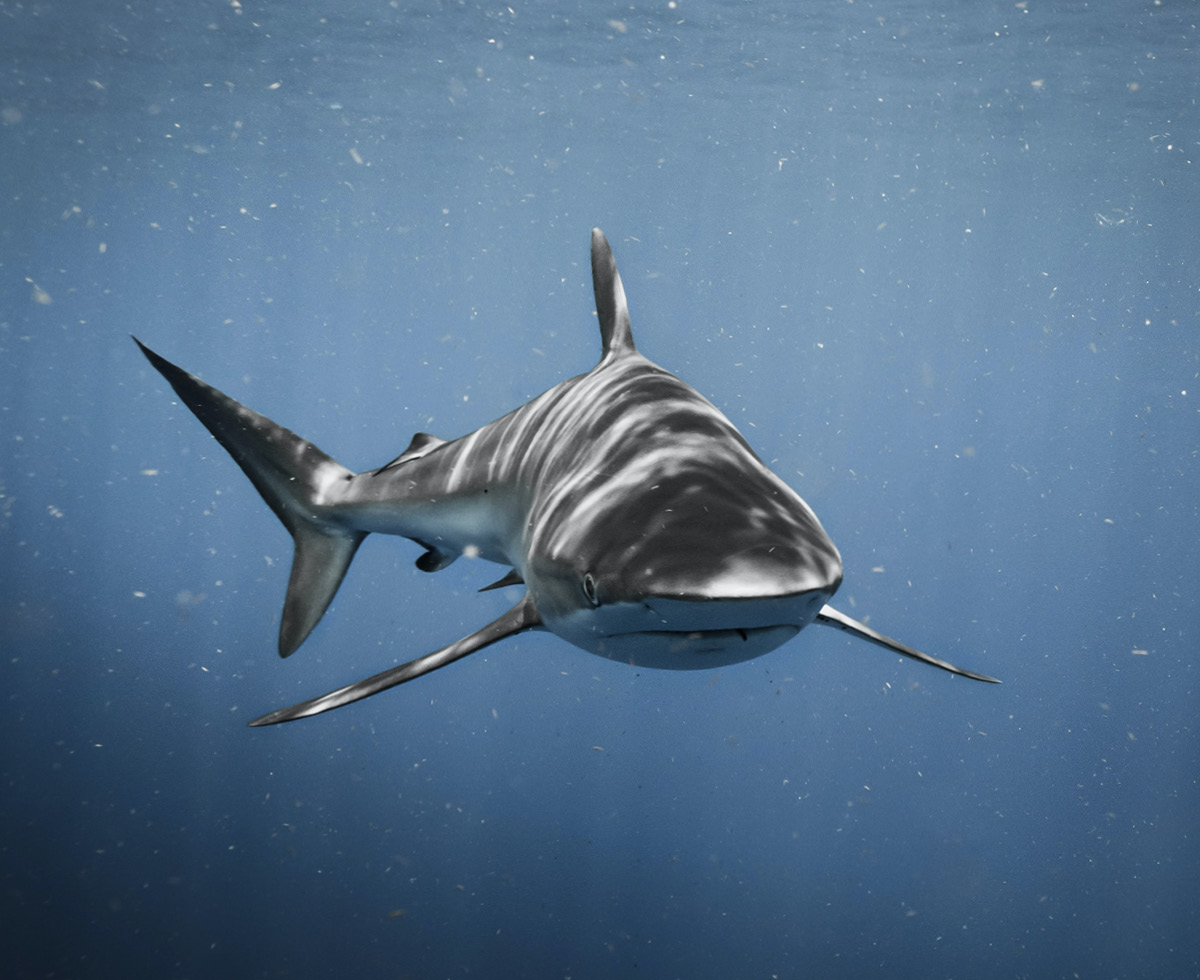 상어가 멸종하면 생기는 일